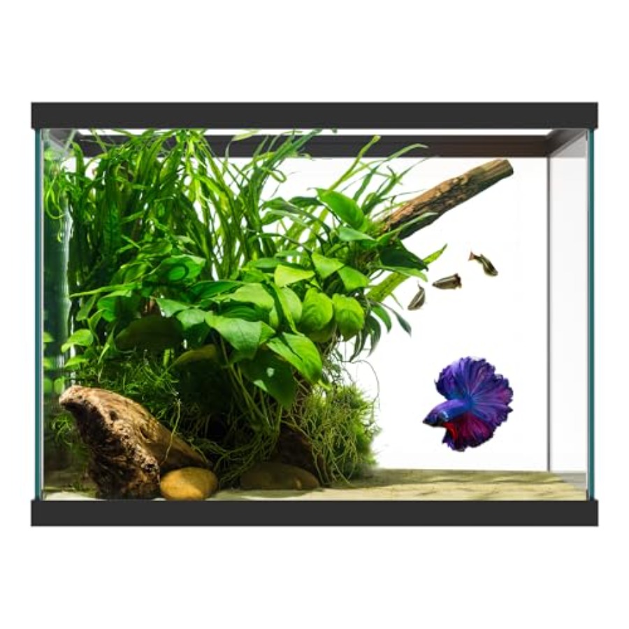 Aquarium Xxl - Acquario in vetro da 20 galloni