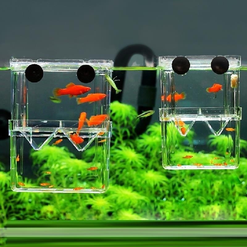 Aquarium Fish Jar - Acquario per pesci multifunzionale Scatola di