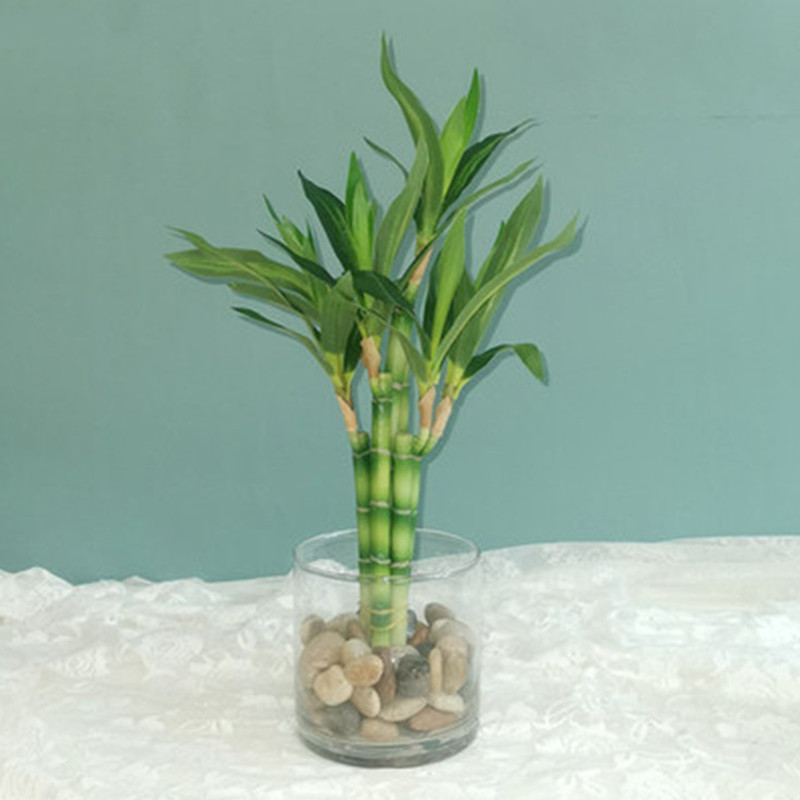 Nuovo 40 cm rFtificial Lucky B - Aquarium Fish Saltwater recensione e prezzo