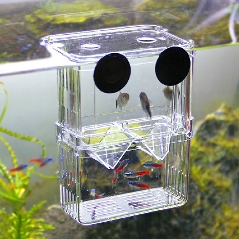 Acquario per pesci multifunzio - Aquarium Fish Jar recensione e prezzo