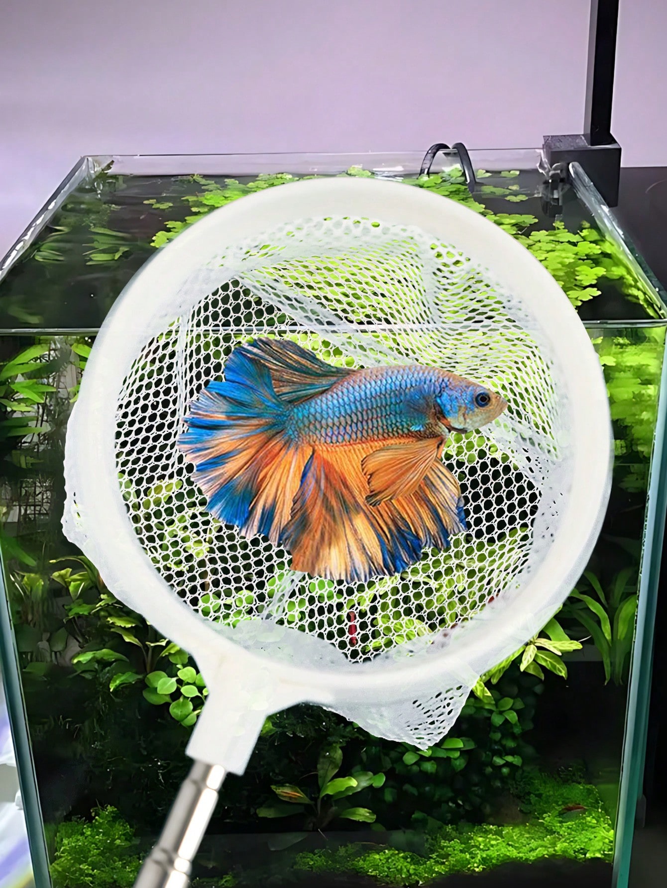 Rete per Pesci da Acquario - R - Aquarium Fish Food recensione e prezzo