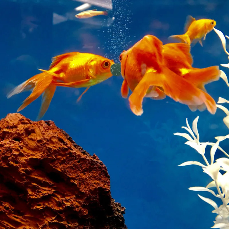 100-1500 Pezzi Compresse di Sp - Aquarium Fish Food recensione e prezzo
