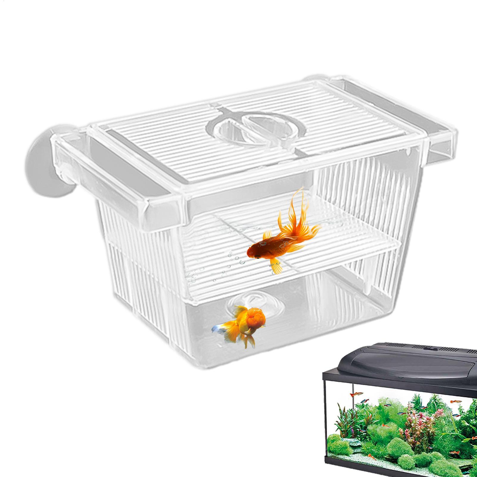 Scatola di Isolamento in Acril - Aquarium Fish Jar recensione e prezzo