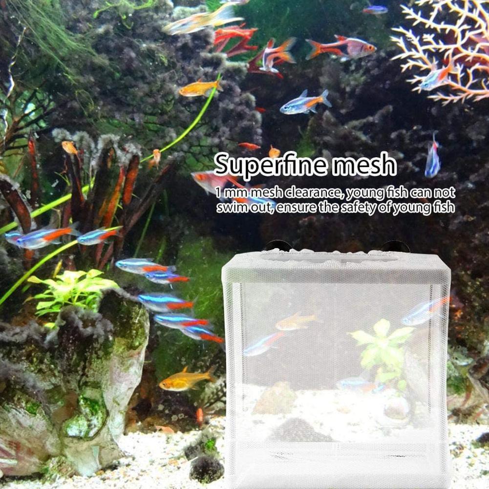 Scatola isolante per incubazio - Aquarium Fish Jar recensione e prezzo