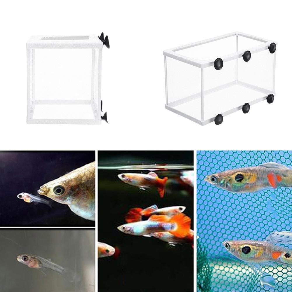 Scatola isolante per incubazio - Aquarium Fish Jar recensione e prezzo
