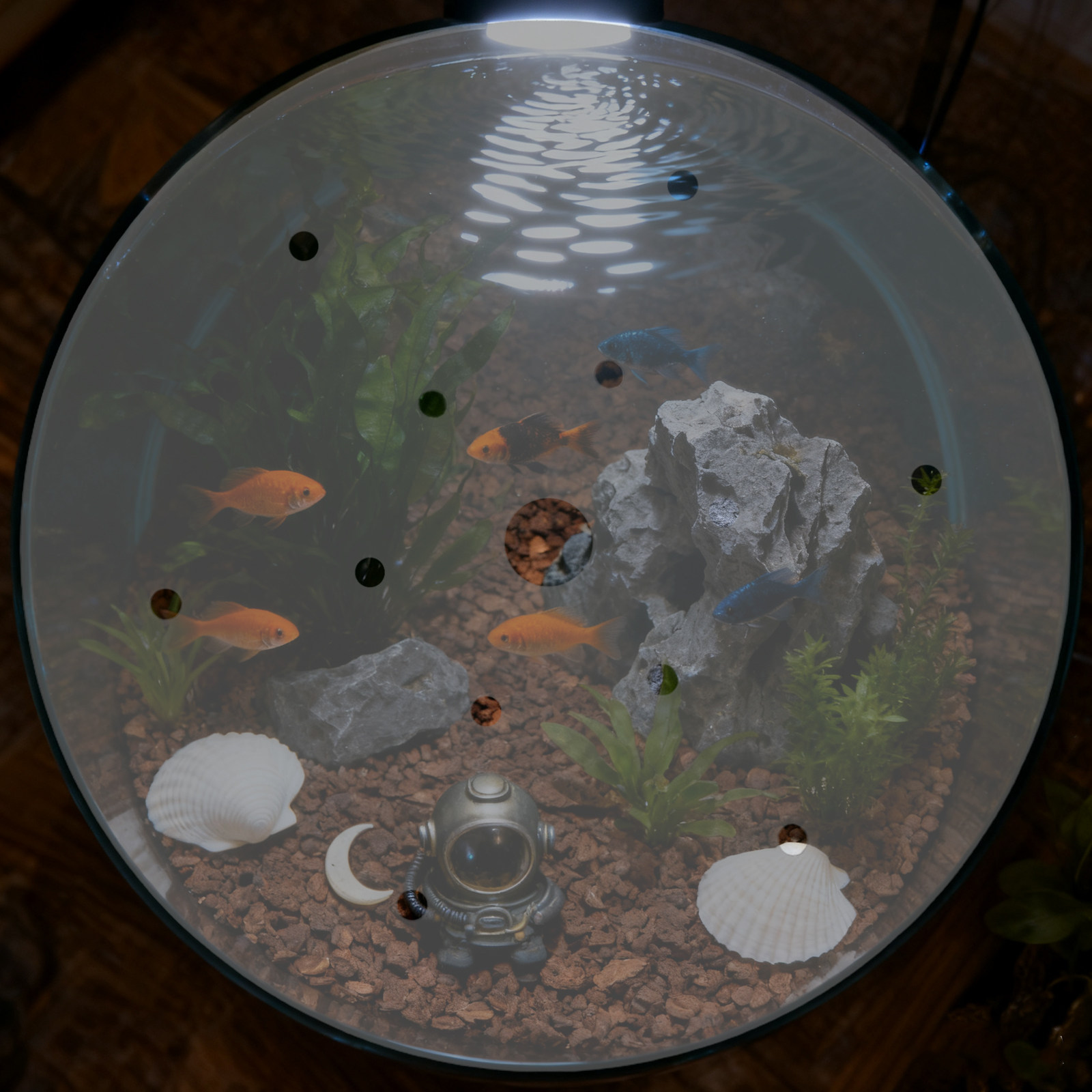 Coperchio Rotondo in Acrilico  - Aquarium Fish Jar recensione e prezzo